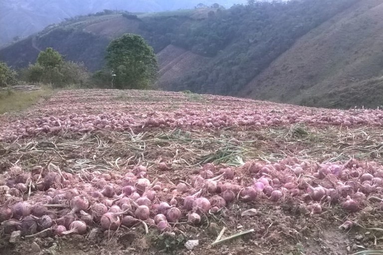 La cebolla roja ocañera está en vía de extinción