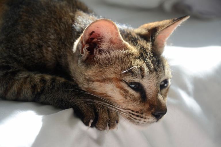 Señales de que su gato está triste o estresado