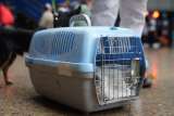¿Viajar en transporte público pone en riesgo a las mascotas? Maxi reabre el debate