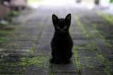 ¿Los gatos negros traen buena o mala suerte?