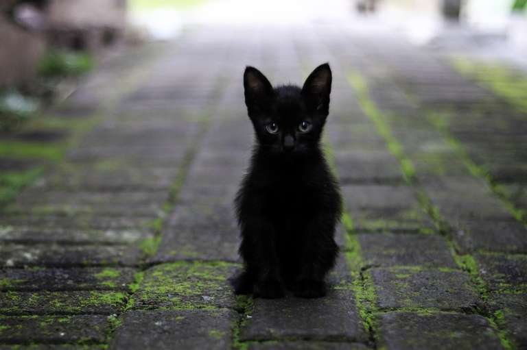 Por las creencias que relacionan a los gatos negros con la brujería y otras supersticiones, hay personas que los consideran peligrosos o de mala suerte. La verdad es que, como cualquier otro gato, estos peludos son una gran compañía en el hogar.
