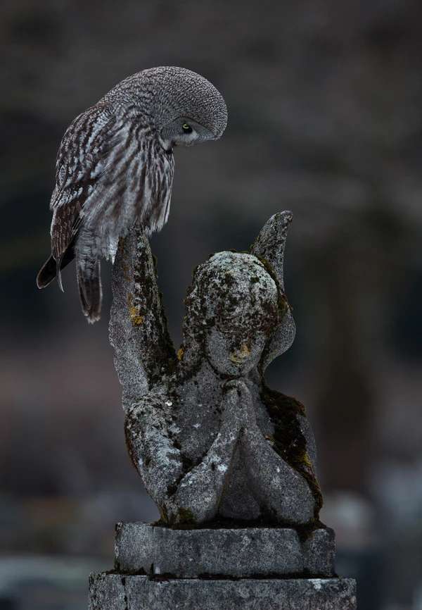 El ganador de la categoría de aves urbanas fue Arto Leppänen, quien capturó en Helsinki, Finlandia, a un Búho Gris (Strix nebulosa), que suelen dirigirse al sur para encontrar más alimento debido a la menor nieve. En la imagen, se observa al buho cazando en un cementerio.