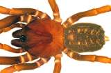 Seis especies de arañas fueron bautizadas en honor a Star Wars