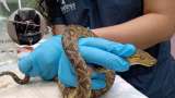 Padres se llevaron tremendo susto por boa que estaba en una silla del carro de su bebé