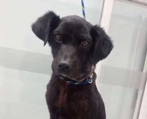 Pomelo, el perrito rescatado que lucha por su vida y necesita ayuda urgente