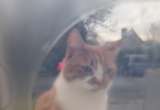 El curioso caso del gato que “venía con la casa” y se volvió viral en redes sociales