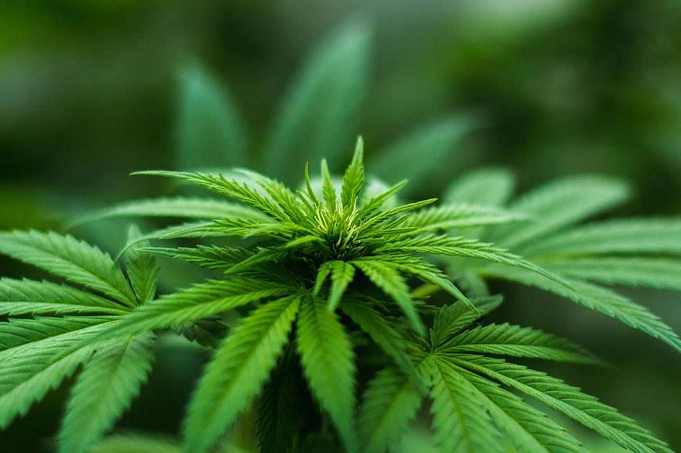 Marihuana: ¿qué es el cannabis y cuáles son sus beneficios para la salud?