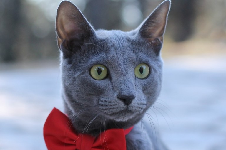 Los 4 mejores filtros de las redes sociales diseñados para mascotas