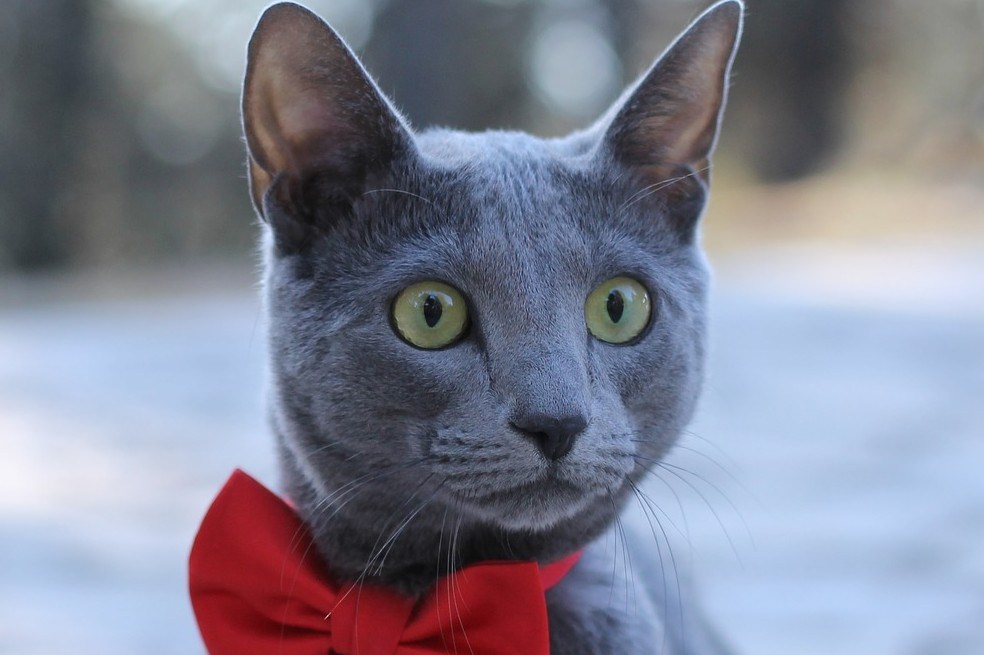 gato, gato en casa. minino, felino. Gato azul