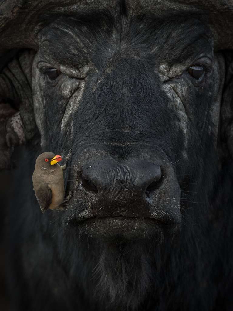 El premio Plata de la categoría Comportamiento - Aves. /Laskshitha Karunarathhna - World Nature Photography Awards.