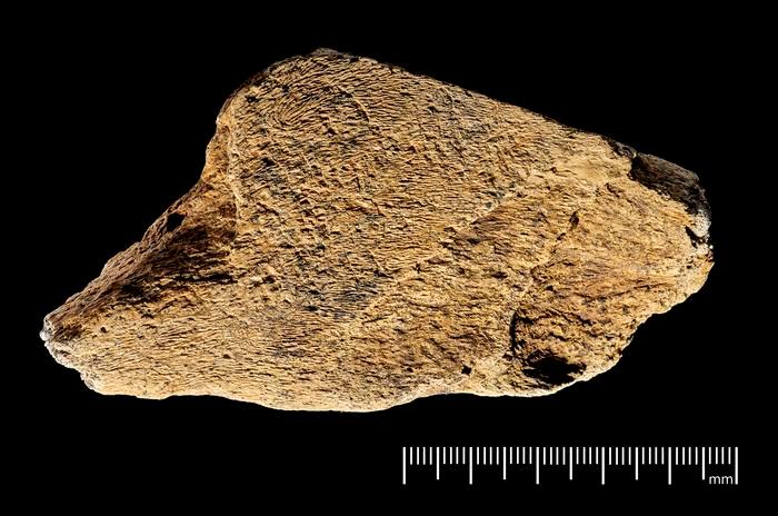 Este martillo de hueso de elefante puede ser la herramienta más antigua de Europa