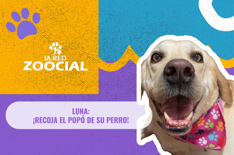 (VIDEO) ¿Por qué el popó de perro propaga enfermedades y contamina el medioambiente?