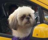 Perrito taxista se vuelve viral en redes sociales: incluso le han dejado propinas