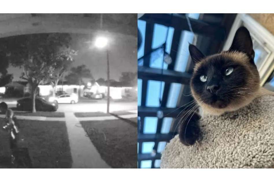 La dueña del animal, Diane Huff Medina, difundió el video en Facebook con el objetivo de pedir ayuda para recuperar a Piper, su gata, y visibilizar lo ocurrido.
