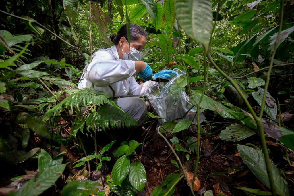 Uno de los trabajos del Instituto Humboldt es posicionar la información genética como insumo para asesorar procesos de gestión de la biodiversidad.