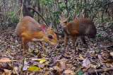 Fotografían a pequeño rumiante que no se veía desde hace 25 años