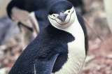 El pingüino barbijo duerme más de 10.000 veces al día para sobrevivir