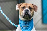 Este domingo, perros y gatos esperarán ser adoptados en Bogotá