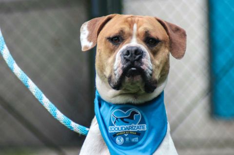 Este domingo, perros y gatos esperarán ser adoptados en Bogotá