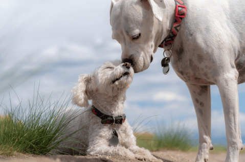 Perros guardianes: ¿son más protectores los machos o las hembras?