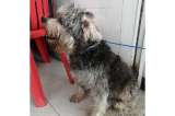 “No sabemos en dónde está”: buscan a Morocho, perro de 14 años, perdido en Bogotá