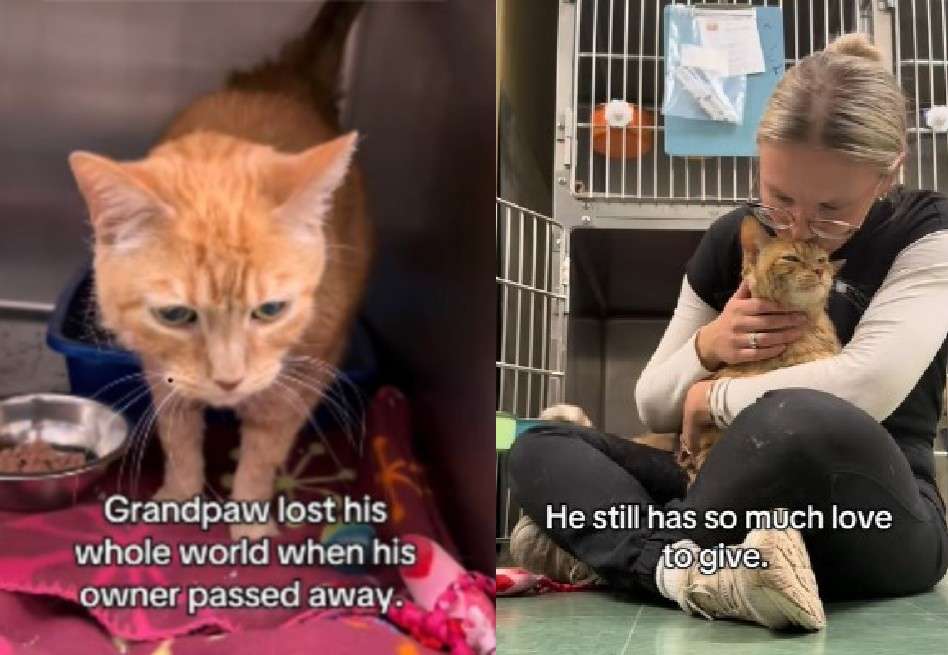 A pesar del dolor y la confusión, Grandpaw sigue mostrando afecto y ternura.