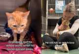 Regresó al refugio tras 10 años en familia: la realidad de los gatos mayores