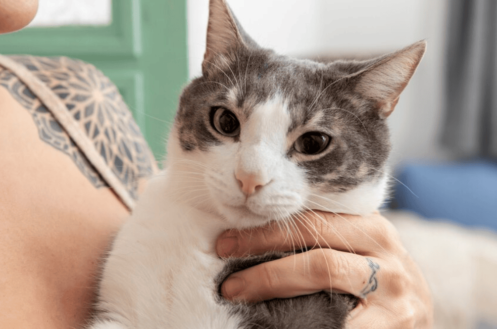 ¿Son más protectores los gatos o las gatas?