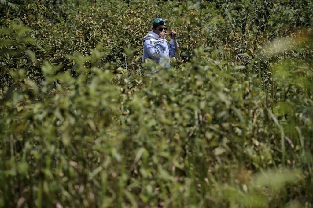 Geovanny pasó de ser raspador de coca, a líder municipal, a concejal y alcalde de San José del Guaviare. Hoy trabaja en la búsqueda de desaparecidos de la región, entre ellos, a su tío.