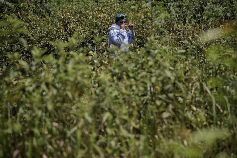Entre la selva y la humedad siguen buscando a los desaparecidos en Meta y Guaviare
