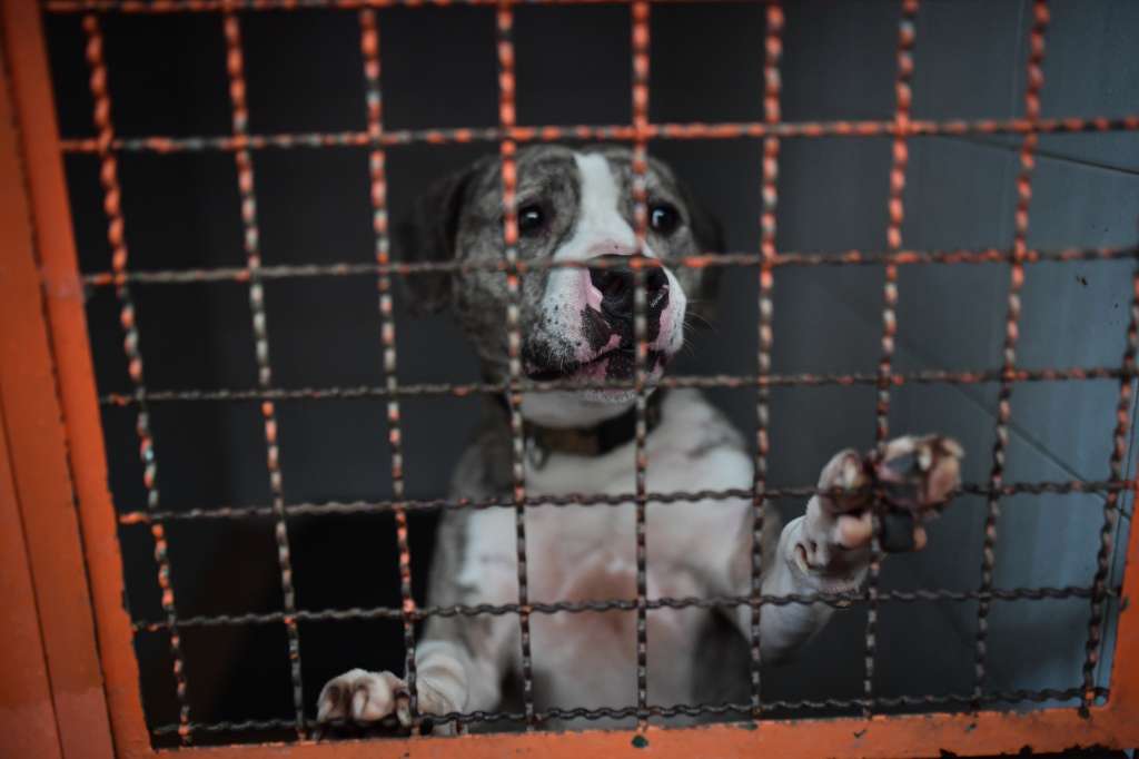 Perros rescatados por el Instituto de Protección Animal del Distrito y que ahora están en proceso de adopción