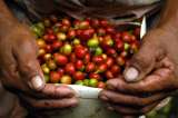 Exportaciones de café cayeron 8 % en agosto