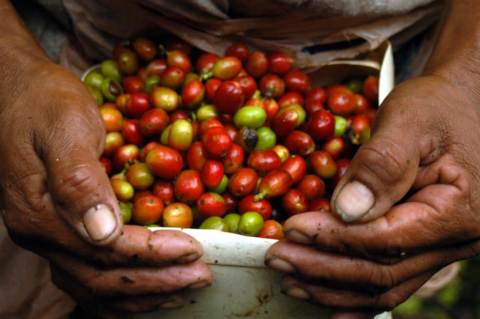 Federación de Cafeteros alerta por niveles relativamente altos de broca en cultivos