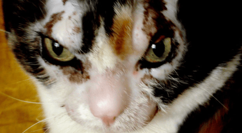 La historia de Karen Wellen: por ella se les dice Karen a los dueños de gatos