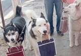 Perros cargando bolsas de mercado protagonizan video que fue confundido con IA