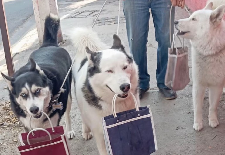 Perros cargando bolsas de mercado protagonizan video que fue confundido con IA