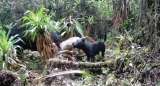Ataques de perros a dantas: el vídeo que muestra el peligro que enfrentan especies amenazadas