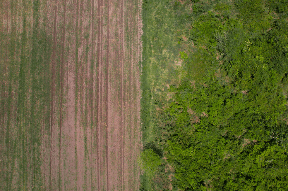 Desde 2021, Casanare se convirtió en el departamento con la mayor área sembrada de arroz en el país, con más de 180.000 hectáreas al año.