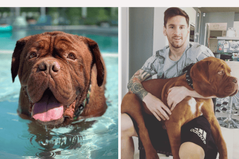 Messi se separa de su perro Hulk: ¿qué le pasó a su mascota? Aquí la triste verdad
