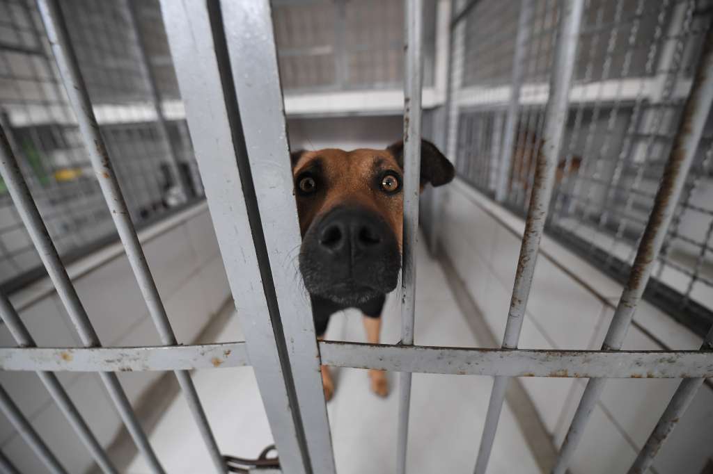 Fundación y refugio animal para perros y gatos ubicado en el Colegio Delia Zapata Olivella (IED)