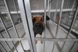 De la calle al hogar: cómo tres fundaciones ayudan a animales abandonados