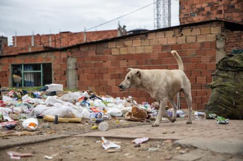 Denuncian problemas de insalubridad por fundación de animales en Bogotá