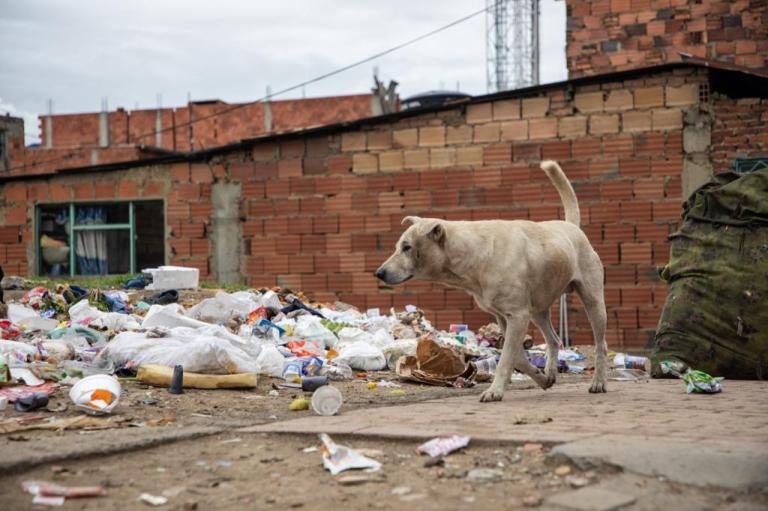 Ataques de perros callejeros en Bogotá: lío con responsabilidades compartidas