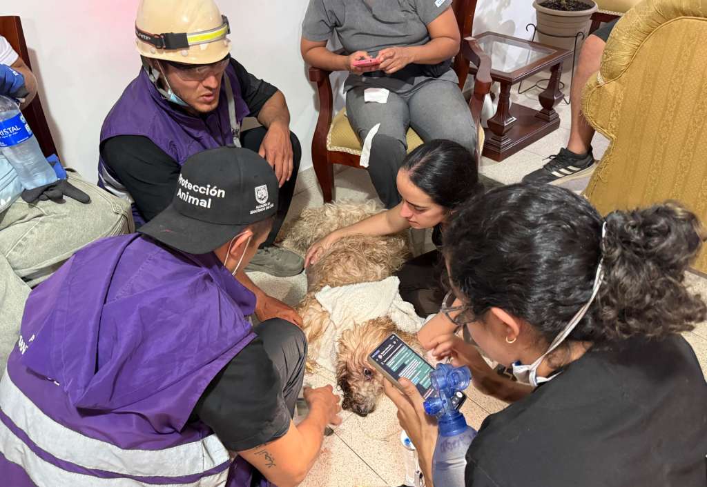 ACOMPAÑA CRÓNICA: COLOMBIA TERREMOTO AME8315. CALI (COLOMBIA), 12/08/2026.- Personal de Protección animal revisan a Antonio, un perro rescatado con vida a más de nueve metros de profundidad entre los escombros de un edificio de Torres del Limonar, este miércoles en Cali (Colombia). Antonio fue encontrado en una zona despejada que había quedado debajo de la torre de apartamentos colapsada. Los rescatistas escucharon y observaron movimiento hasta que lograron llegar hasta él. EFE/ Mario Baos ACOMPAÑA CRÓNICA: COLOMBIA TERREMOTO