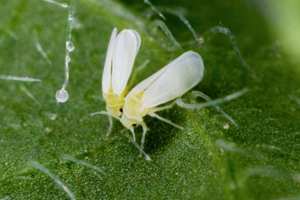 Ejemplares adultos de Bemisia tabaci, la especie de mosca blanca que protagoniza este insólito caso. / Wikipedia