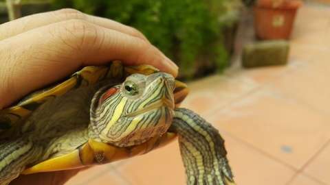 "En Armonía con la vida", el llamado del Distrito a rechazar el tráfico de fauna y flora en Semana Santa
