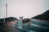 Países Bajos construirá nuevos puentes para reducir accidentes con animales