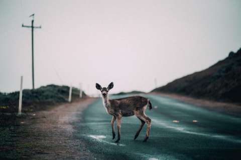 Países Bajos construirá nuevos puentes para reducir accidentes con animales