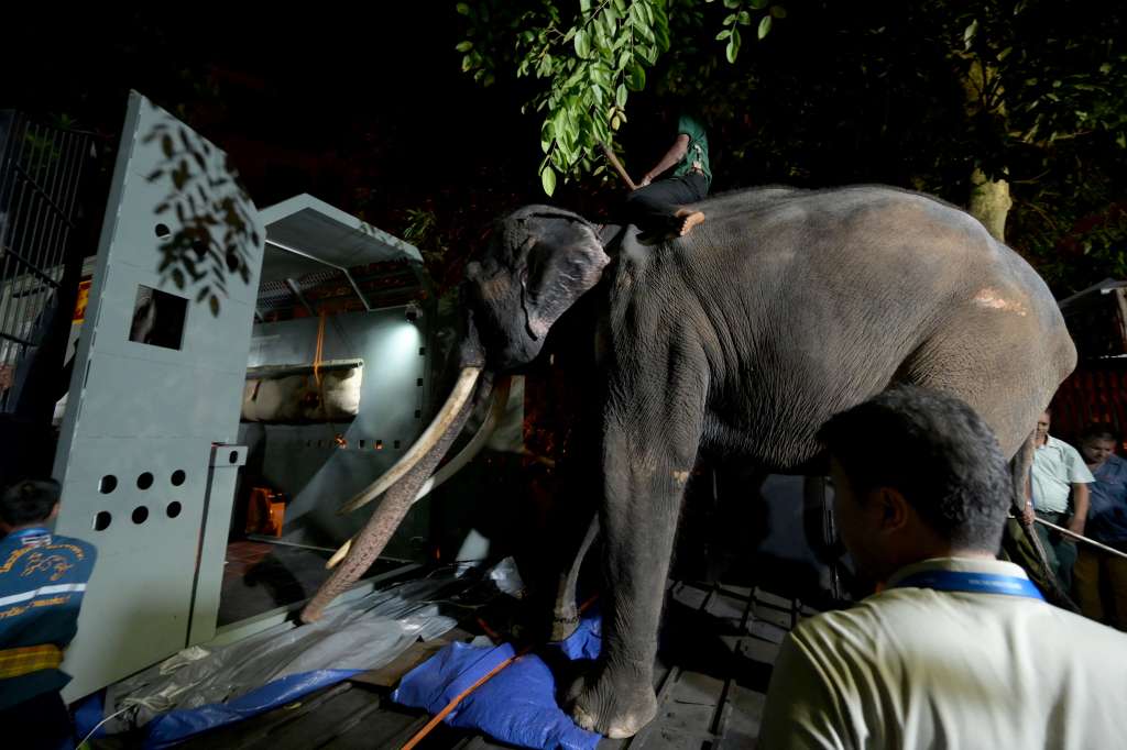 Muthu Raja, el elefante que fue repatriado a Tailandia tras acusaciones de maltrato