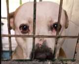 Pancho, el perro adoptado al que devolvieron porque “tiraba mucho de la correa”